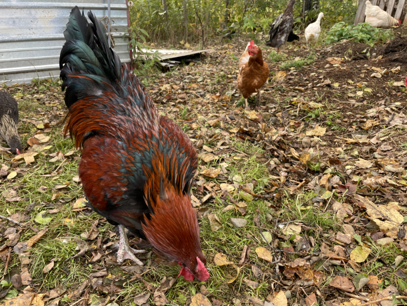 rooster 2e.jpg