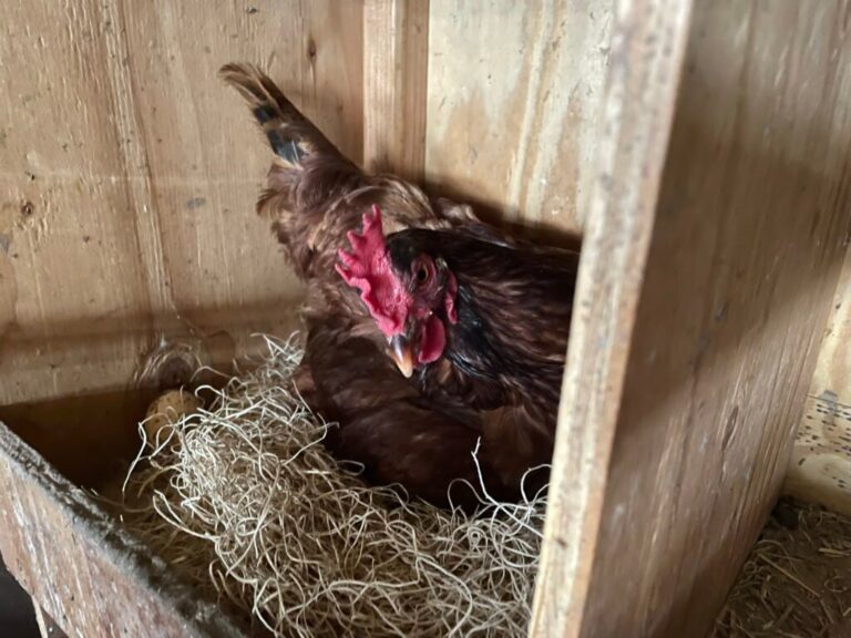 Never Run Out of Ideas: Top Tips for Generating Fresh Blog Topics