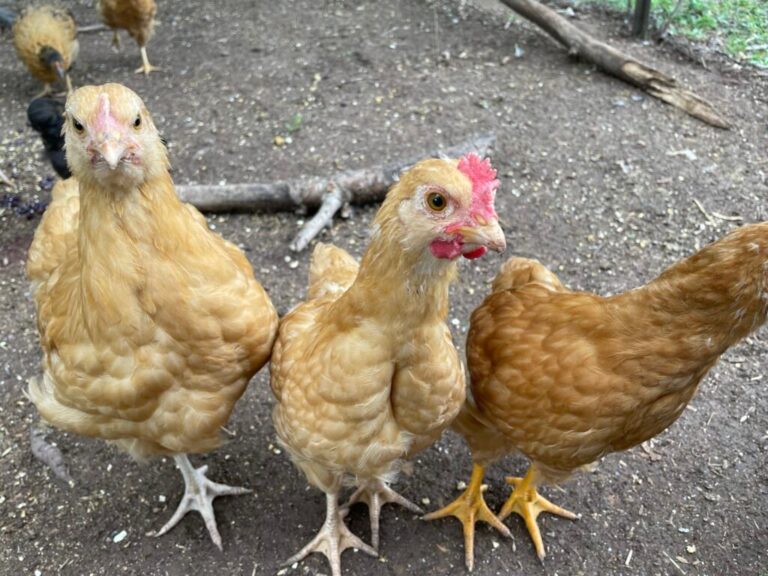 Building a Loyal Blog Audience: Strategies for Engagement and Growth