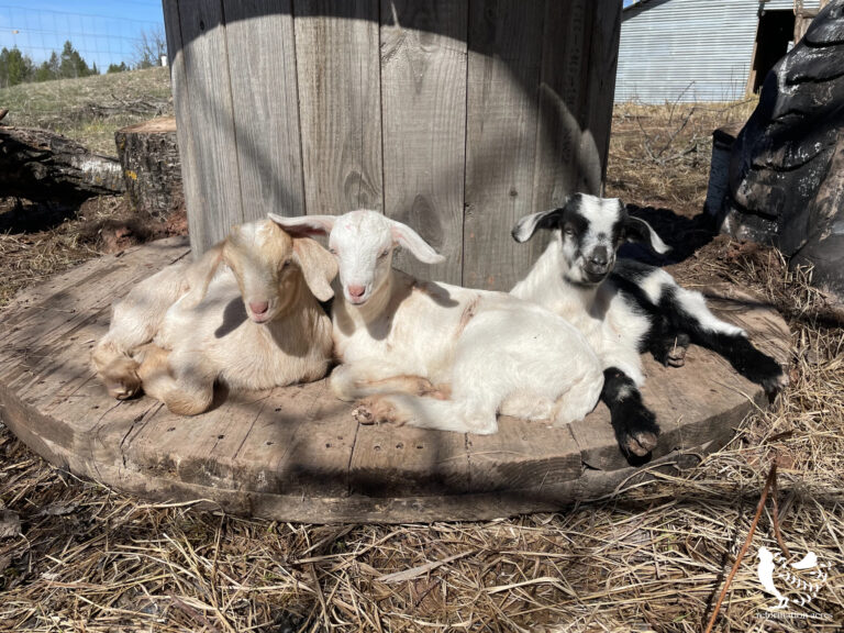 The Essentials of Blogging: Tips and Strategies for Success