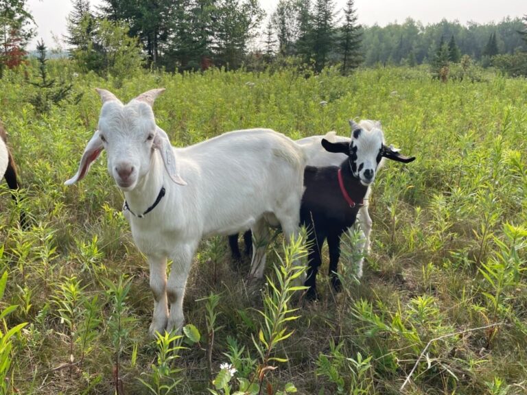 Maximizing Your Blog’s Reach: SEO Tips for Bloggers